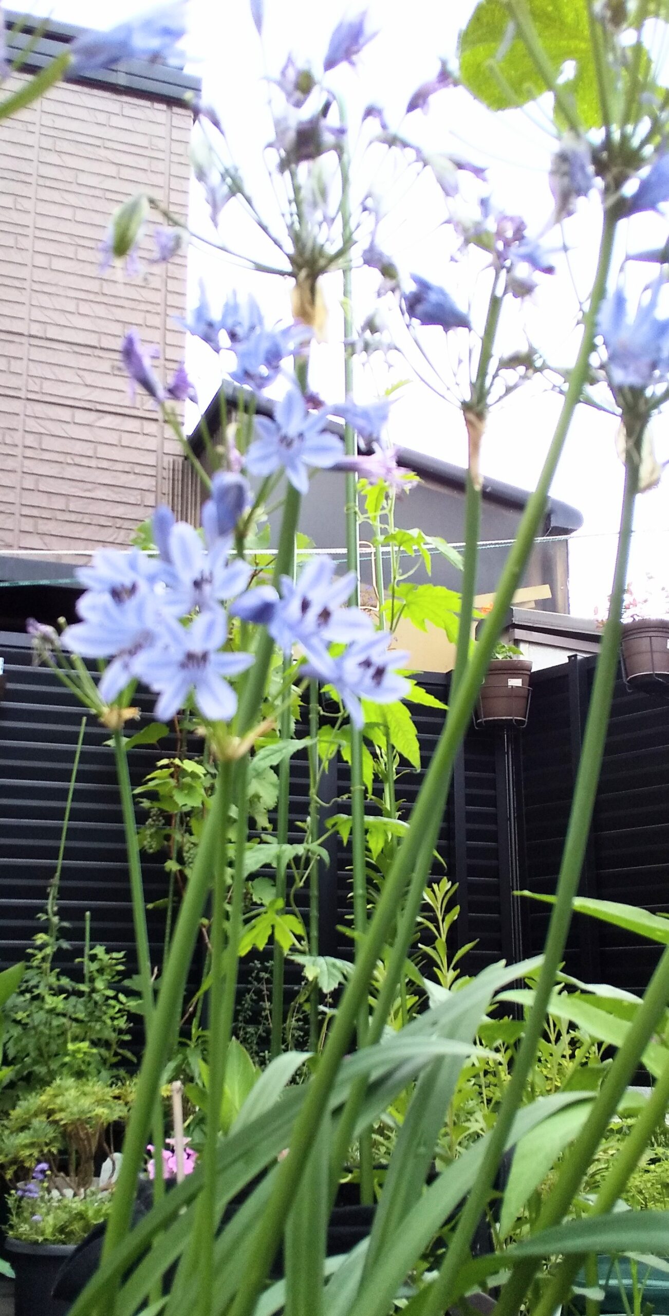 爽やかな花火のような花、６月２９日の誕生花「アガパンサス」 | 風の時代・日日是好日